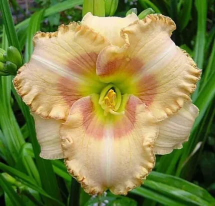 Hemerocallis  'Wisest of Wizards' (Sásliliom)