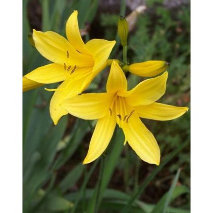 Hemerocallis flava (Sárga sásliliom)