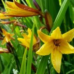 Hemerocallis middendorfii (Sásliliom)
