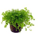 Hemianthus michranthemoides compact akváriumi növény