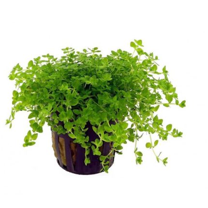 Hemianthus michranthemoides compact akváriumi növény