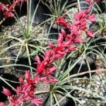 Hesperaloe parviflora - Piros virágú jukka