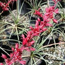 Hesperaloe parviflora - Piros virágú jukka