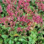 Heuchera 'Rex Peppermint'®