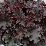 Heuchera Black Beauty