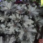 Heuchera Black Pearl