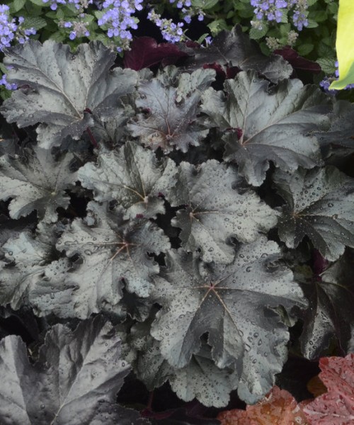 Heuchera_Black_Pearl Heuchera Black Pearl