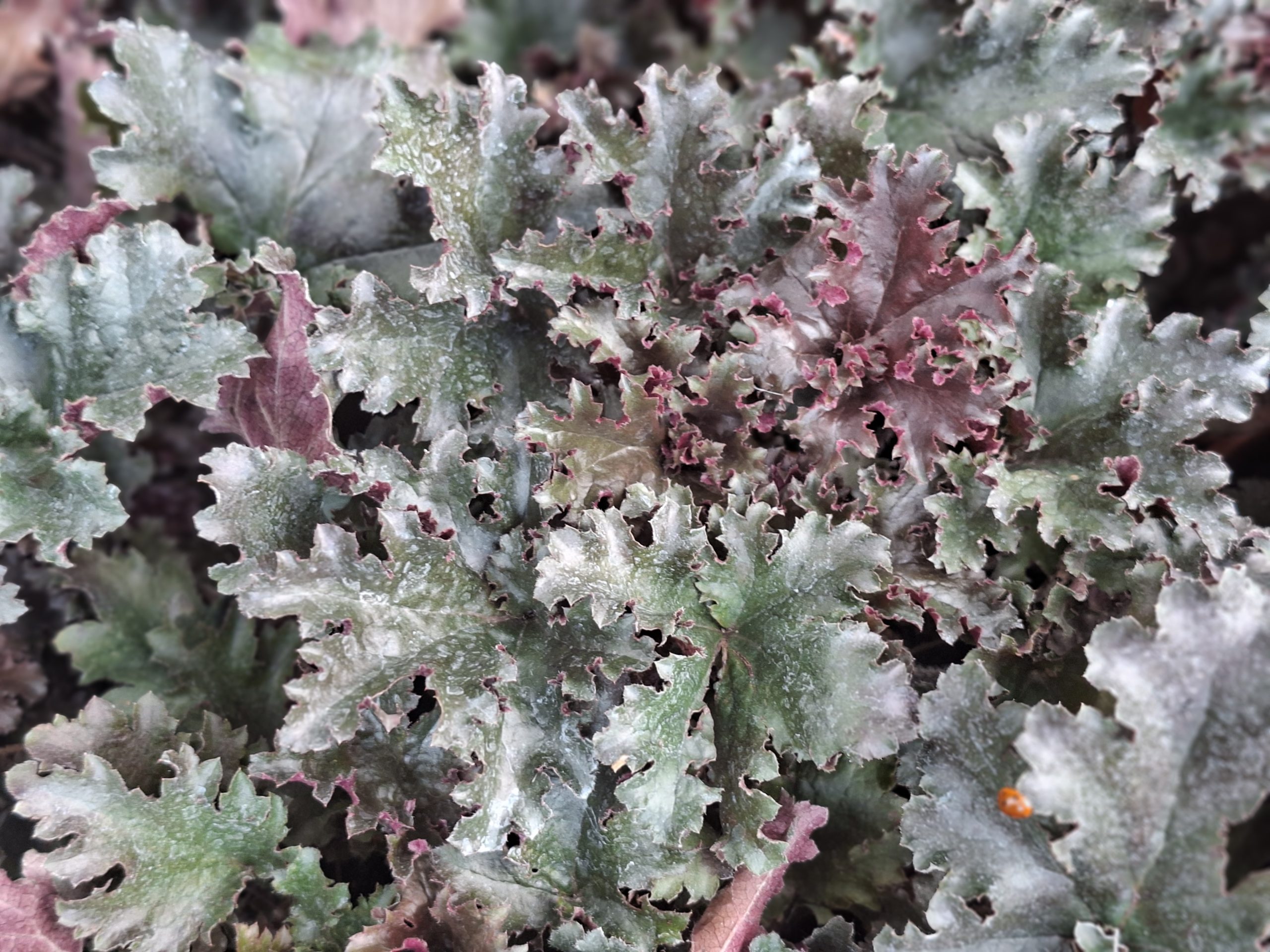Heuchera_Black_Taffeta Heuchera 'Black Taffeta'® - Image 1