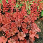 Heuchera Cherry Cola