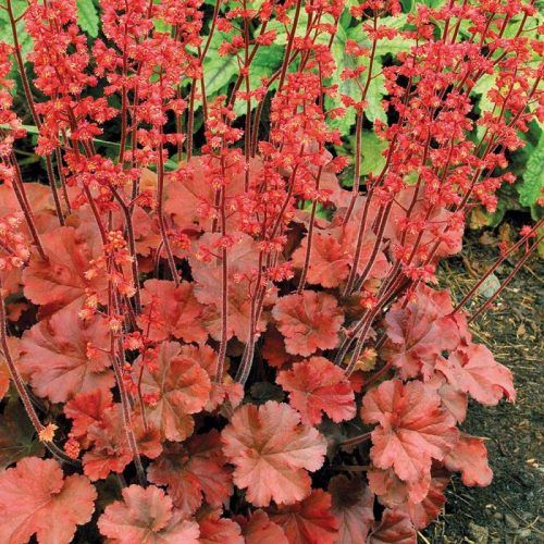 Heuchera_Cherry_Cola Heuchera Cherry Cola