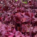 Heuchera 'Cherry Truffles'®