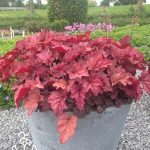 Heuchera Coralberry