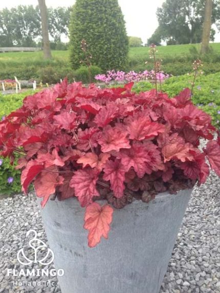 Heuchera Coralberry