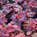 Heuchera 'Fire Alarm'®
