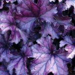 Heuchera Forever Purple