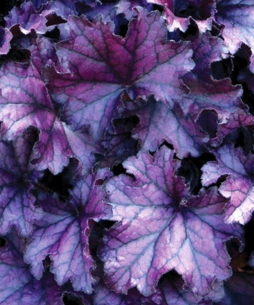 Heuchera_Forever_Purple Heuchera Forever Purple