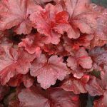 Heuchera 'Galaxy'®
