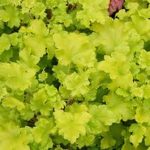 Heuchera 'Lime Marmelade'®
