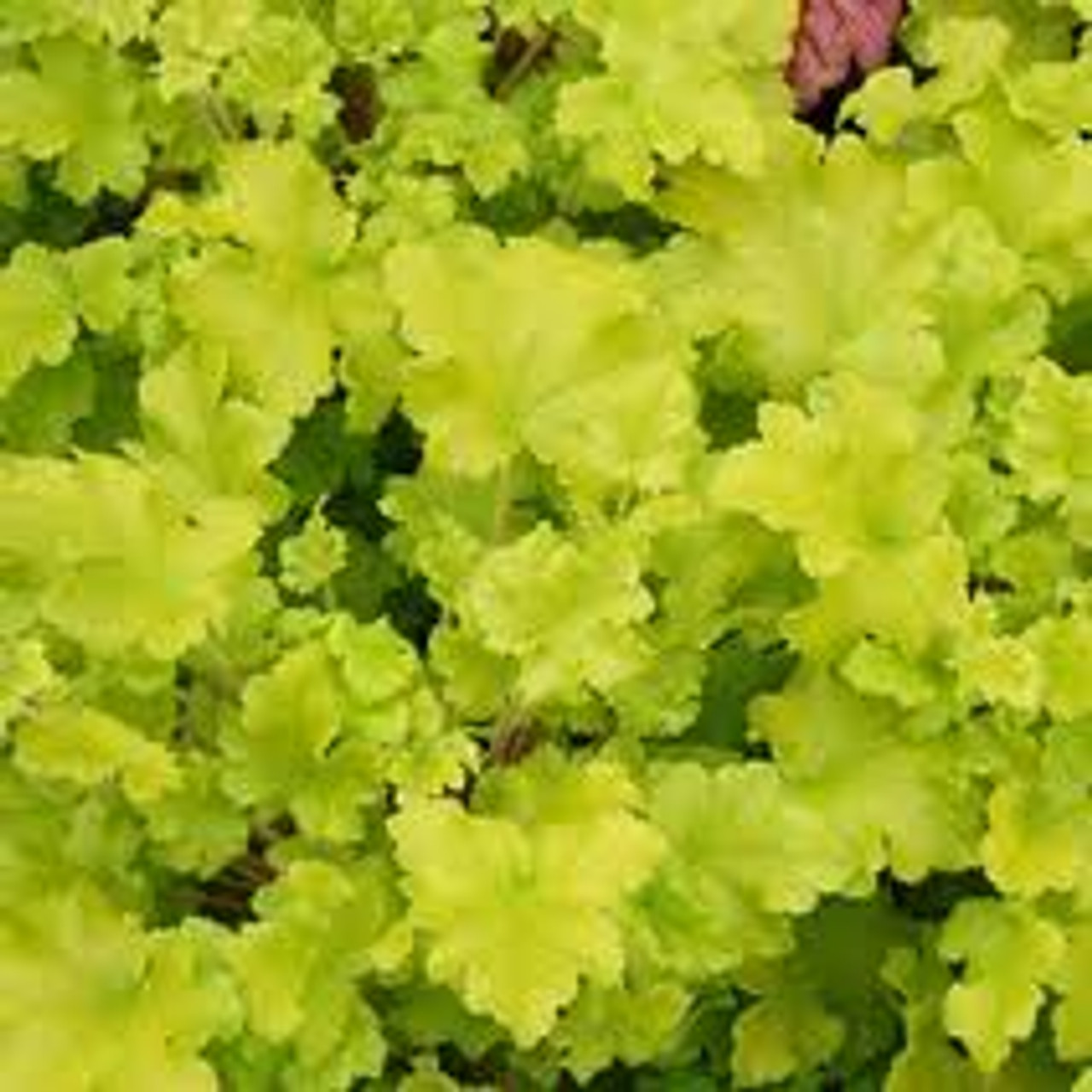 Heuchera_Lime_Marmelade Heuchera 'Lime Marmelade'® - Image 1