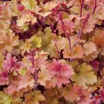 Heuchera Marmalade - Tűzeső
