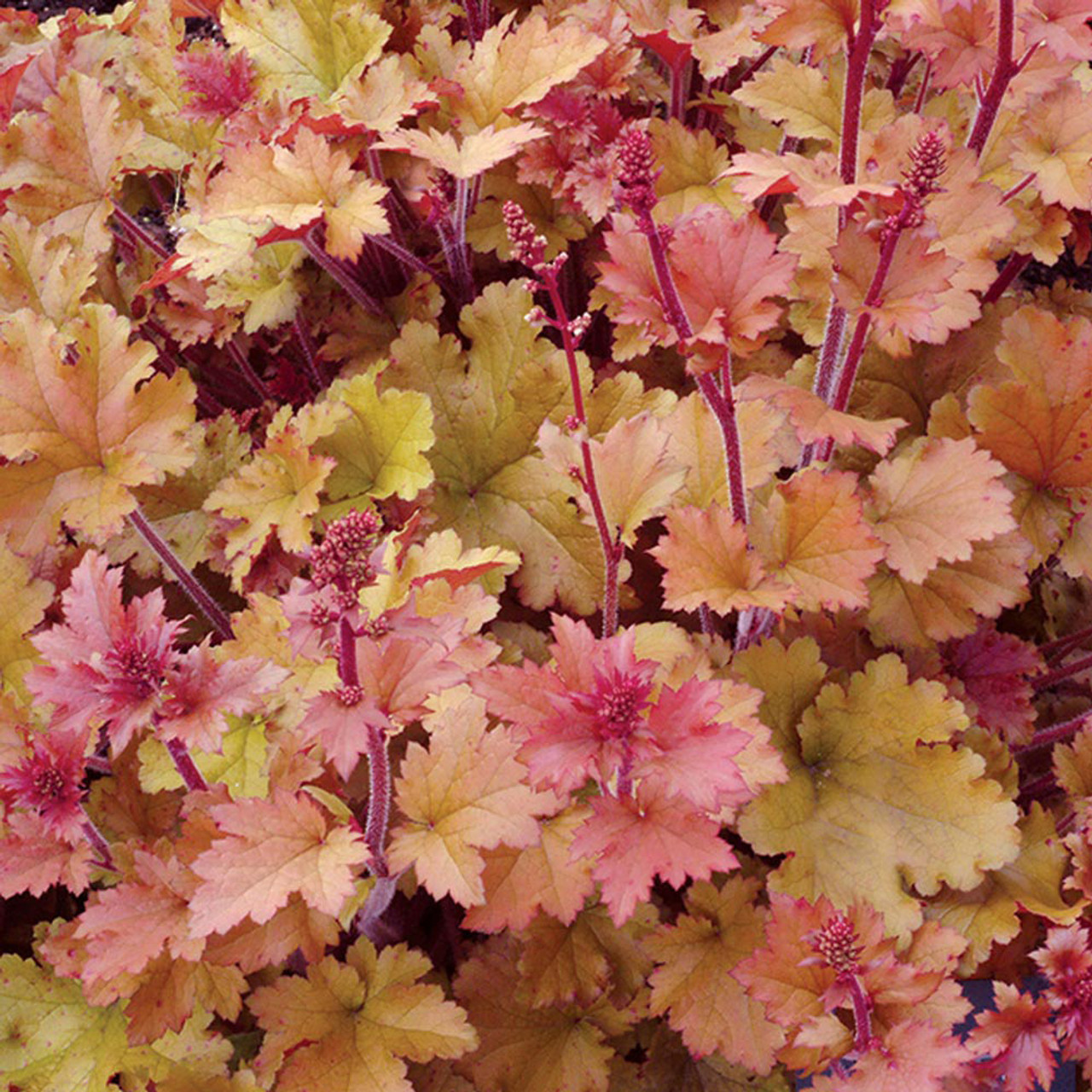 Heuchera_Marmalade Heuchera Marmalade - Tűzeső