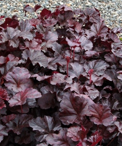 Heuchera_Obsidian Heuchera Obsidian