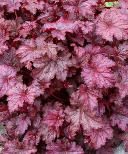 Heuchera Plum Puding