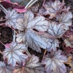 Heuchera 'Shanghai'®
