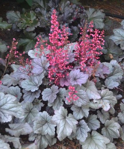 Heuchera Silver Gumdrop