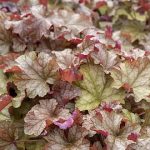 Heuchera 'World Caffé Americano'®