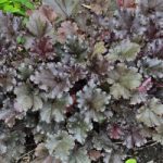 Heuchera 'World Caffé Espresso'®