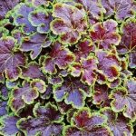 Heucherella Solar Eclips