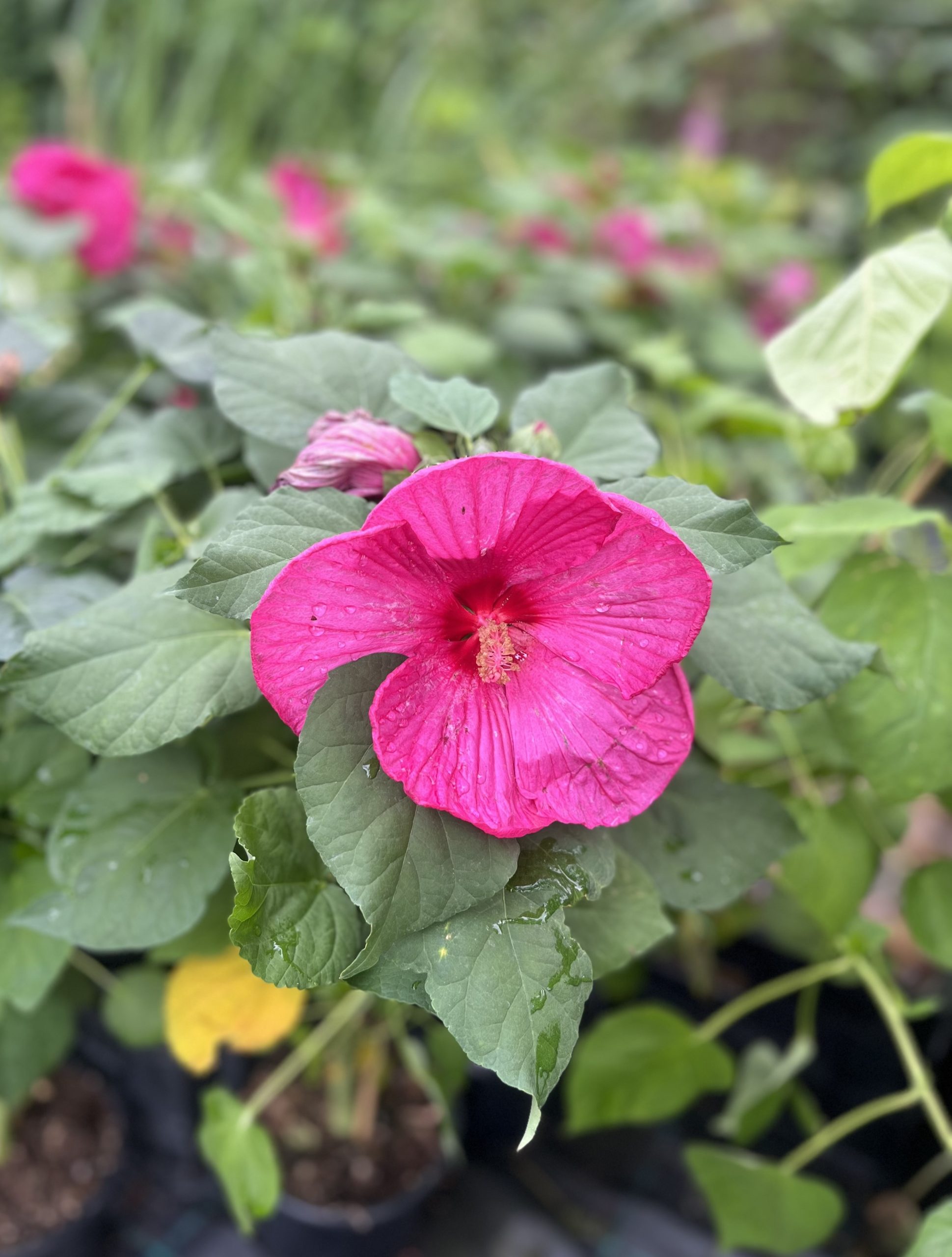 Hibiscus_Florateka_Kerti_malyvacserje Hibiscus palustris rózsaszín kerti tavi növény