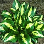 Hosta 'American Sweetheart®'