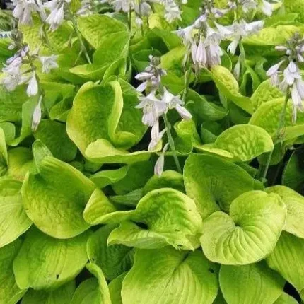 Hosta 'August Moon'