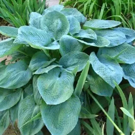 Hosta 'Bressingham Blue'