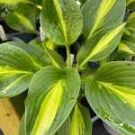 Hosta 'Broad Street'