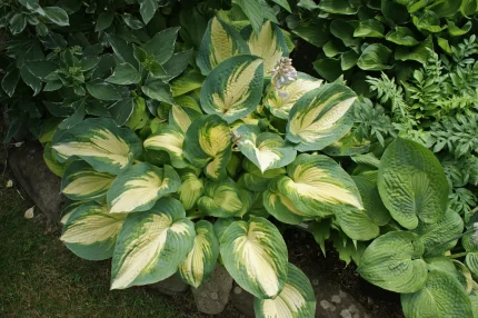 Hosta 'Great Expectations'