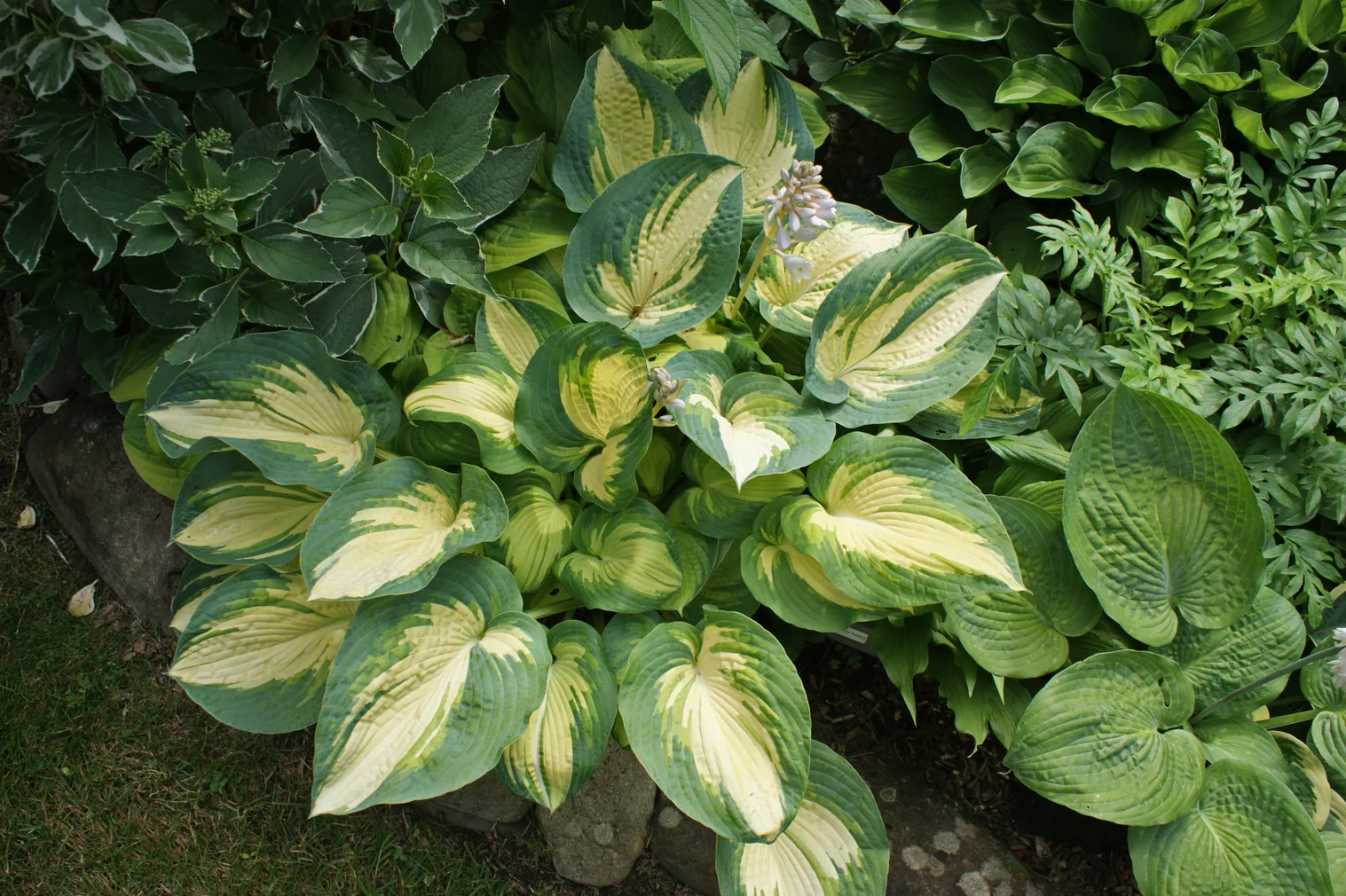Hosta-Great-Expectations Hosta 'Great Expectations'