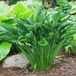 Hosta 'Praying Hands'