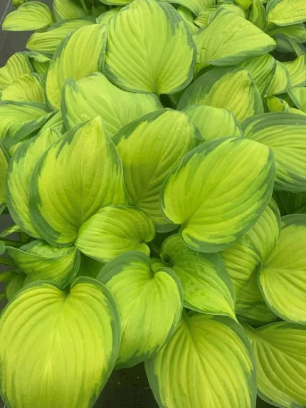 Hosta 'Stained Glass'