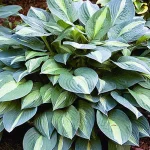 Hosta 'Striptease'