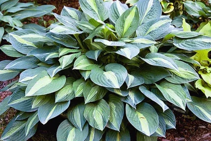 Hosta 'Striptease'