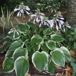 Hosta 'Sugar and Spice'