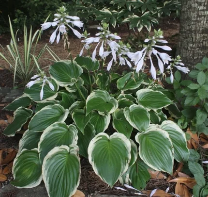 Hosta 'Sugar and Spice'