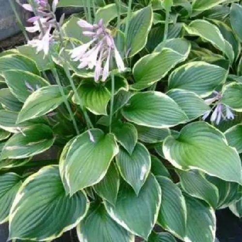 Hosta-fortunei-Aureomarginata-Tobozviragzatu-arnyekliliom Hosta fortunei 'Aureomarginata'