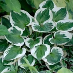 Hosta 'Minuteman'