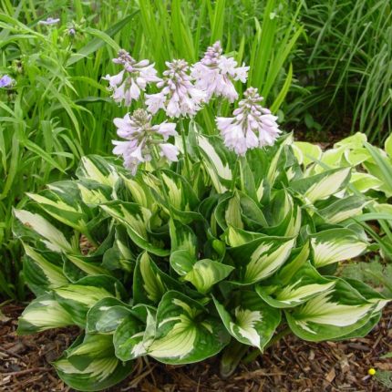 Hosta fortunei 'Whirlwind'
