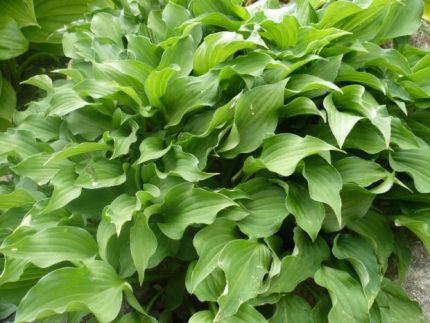 Hosta minima