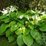 Hosta plantaginea 'Grandiflora'